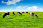 田地,绿色,母牛,天空,奶制品,水平画幅,夏天,草,稻草,哺乳纲