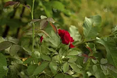 红玫瑰在花园里，美丽的红玫瑰花园