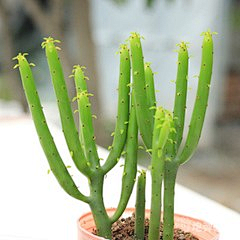 夜531采集到多肉植物