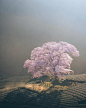 场景素材  树