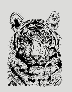 老虎素描黑白简笔插画