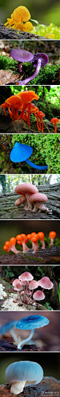 摄影 植物 鲜花 五颜六色的小蘑菇