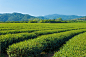 green tea plantation farm by kaisorn  on 500px