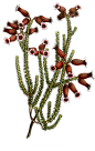 美丽的原始植物花插图