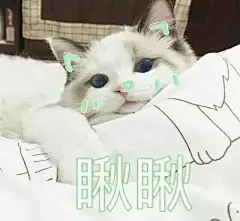 猫咪表情包 萌猫可爱表情带字的图片 _可爱、动漫图片_窝窝QQ网