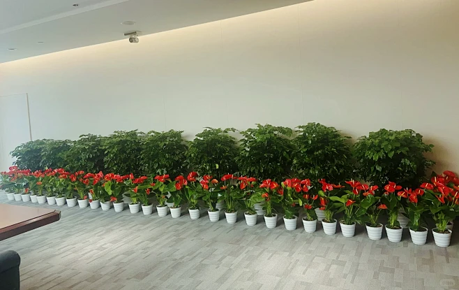 绿植租赁（临时租摆）