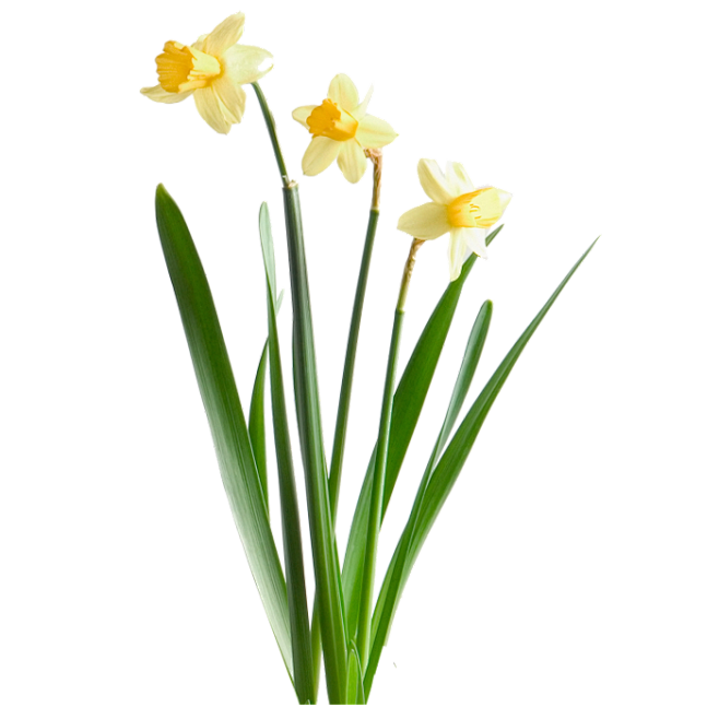 花枝花草免抠PNG图片素材（第④集)