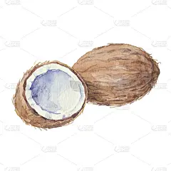 白色背景上孤立的椰子。矢量，水彩手绘插图。