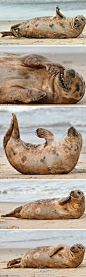 微天下：【组图：快乐的海豹】业余摄影师德里斯科尔在英国诺福克海岸霍尔西海滩拍到了这头快乐的海豹。尽管天气寒冷，它却丝毫不减兴致，将背部拱起，将身体拗成了个月牙，还在沙地上打滚，玩得高兴时甚至在大笑。但看到有人向它走来时，它突然露出一副意外的表情，遮住了自己的脸部，最后消失在海中。