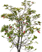 植物_0040_石楠