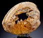 pearl-nautilus:

Calcite crystals inside a fossilized clam shell@北坤人素材