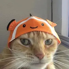 猫咪头像 - 高清图片，堆糖，美图壁纸兴趣社区