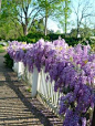 园林花卉，紫藤