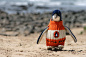 Aussie penguins 03