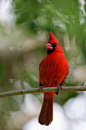 北美红鸟,雄性动物,鸣鸟,自然,垂直画幅,野生动物,美国,无人,鸟类,观鸟