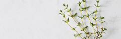 勺子1221采集到绿色植物