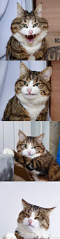 表情超级丰富的猫猫，太可爱了每一张都能做表情包(ins:rexiecat) ​​​​