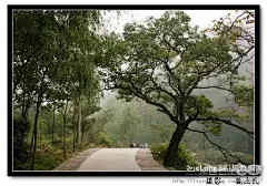 山楂树  红山楂