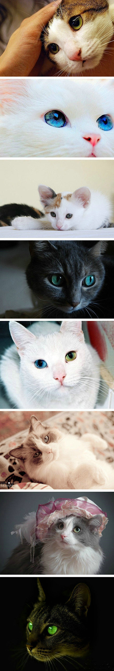 全球创意搜罗：猫咪的眼睛美得像宝石~~~