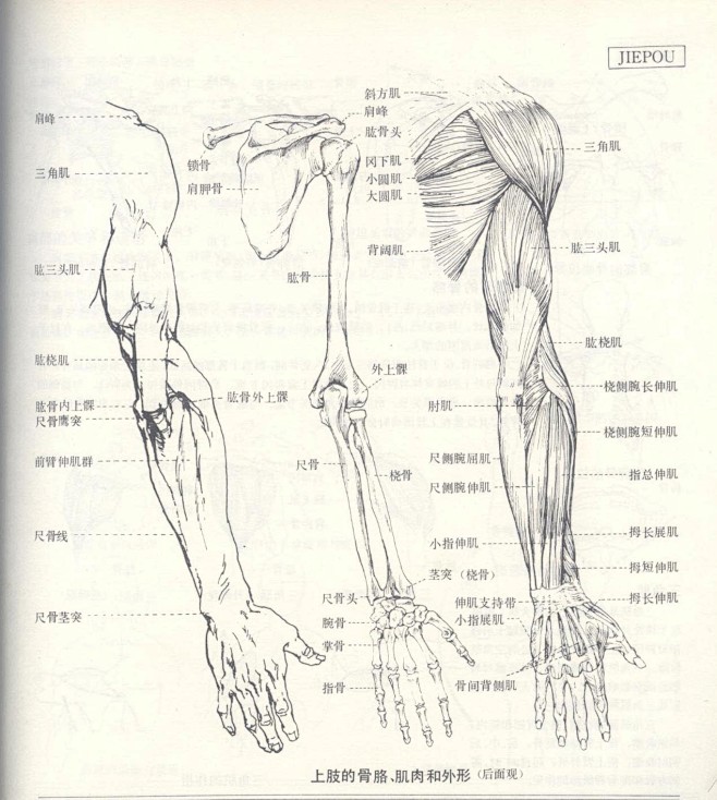 人体造型基础——人体局部解剖