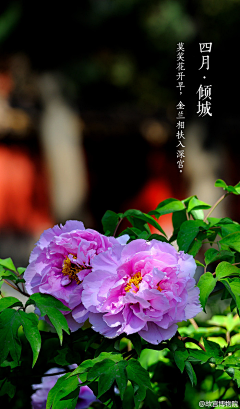 橘子洲洲和榴莲采集到花卉