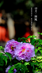  莫笑花开早，金兰相扶入深宫#紫禁城岁时#紫禁城中诸花芳谢之时，御花园牡丹展姿怒放，正应了这句“有此倾城好颜色，天教晚发赛诸花。”园内二百余株牡丹，重葩吐艳，千娇万态。花开花落二十日，绝代只西子，众芳惟【四月•倾城】之牡丹。 
