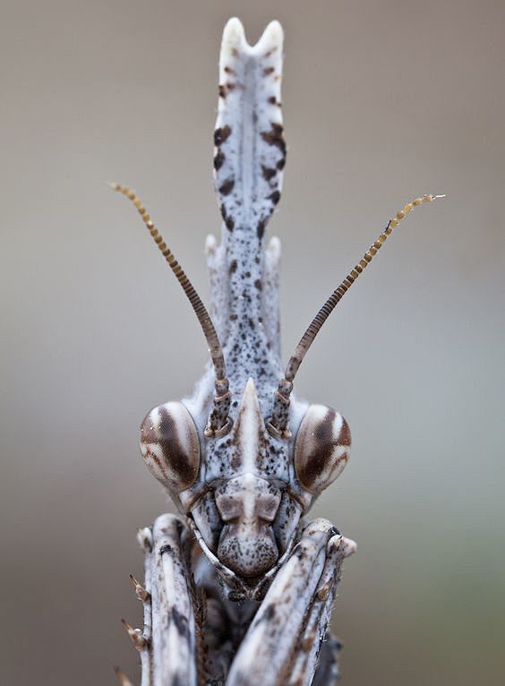 Empusa pennata, comm...