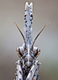 Empusa pennata, common names conehead mantis in English and mantis palo in Spanish, is a species of praying mantis in genus Empusa.: 