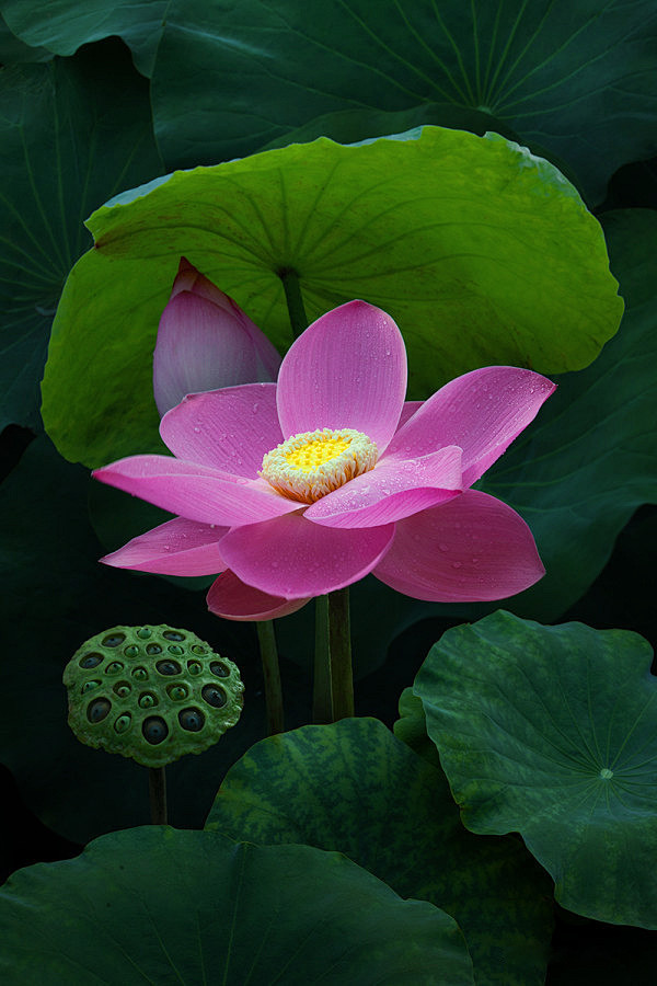 几场风雨晴暖，渐次婷婷玉立，碧叶四垂，绿...