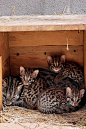 家人们谁懂啊，豹猫有新宝宝了！