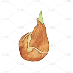孤立在白色背景上的郁金香球茎。水彩手绘插图。完美的印刷，园林设计，卡片。