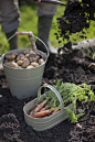 Harvest your proudly home grown produce with our traditionally inspired Oval Trug.: 