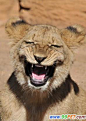 [幼狮咧嘴大笑] 在电视上，大家可能都不会对狮子发怒咆哮时的一幕感到陌生。然而，近日一位业余摄影师却惊喜地拍摄一只原本看起来面目狰狞的狮子在对着他大笑的一幕。据英国《每日邮报》1月31日报道，现年54岁的美国摄影师兰迪·瑞姆兰德（Randy Rimland）近日在位于南卡罗来纳州哥伦比亚的河堤动物园，拍摄到了一只雄性幼狮咧着牙齿大笑的精彩瞬间。然而瑞姆兰德透露，也许在他拍摄照片时，这只小狮子只是在打呵欠。瑞姆兰德已经拍摄野生动物长达10年。他表示：“我不知道一只动物是否有微笑......