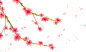 花PNG