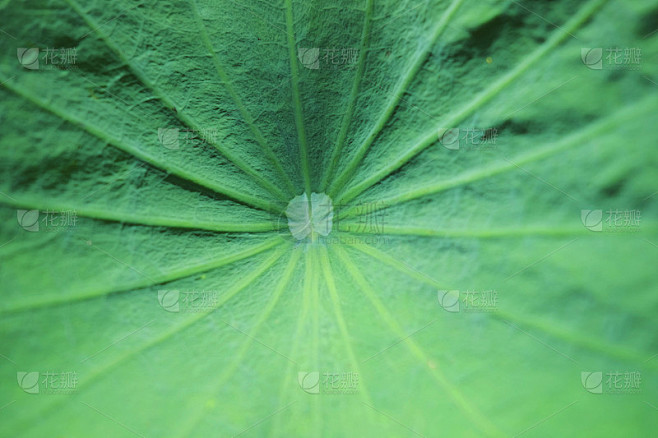 荷叶的纹理和背景