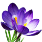 Crocus-PNG-Images.png (357×354)