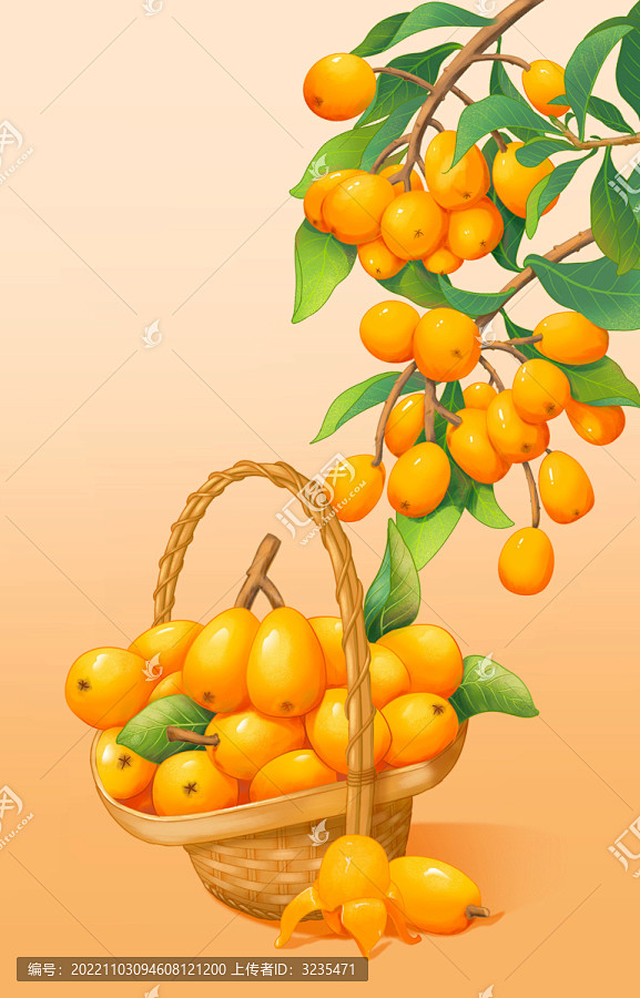 枇杷插画