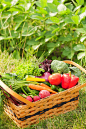 一篮子新鲜收获的农产品和各种蔬菜