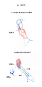 【春哥课堂】手臂肌肉到底怎么画？（理解+练习） : 条漫第四弹！再努力一把！o(*^＠^*)o