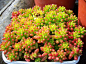 多肉系列之虹之玉
虹之玉（Sedum rubrotinctum）是景天科景天属的多肉植物、也称多浆植物，原产地是墨西哥，别称为耳坠草、玉米粒。