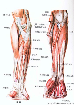 牛奶-泡面采集到人体肌肉骨骼