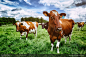 蓝天白云下绿色牧场上的奶牛高清图片