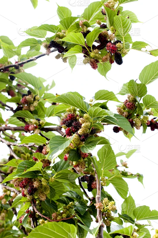 桑椹,枝,水果,桑树,清新,自然,红色,垂直画幅,食品,图像素材-花瓣网
