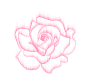 玫瑰花