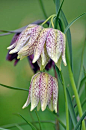 ~~Snakeshead Fritillary~~ | Flowers ������ Breathtaking