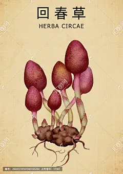 回春草中药回春草手绘回春草中药材回春草百草集草本植物草药插图中草药中药插画手绘中草药手绘中草药包装插画手绘值物花草原创手绘草药中医文化本草纲目