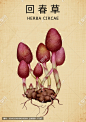 回春草中药回春草手绘回春草中药材回春草百草集草本植物草药插图中草药中药插画手绘中草药手绘中草药包装插画手绘值物花草原创手绘草药中医文化本草纲目