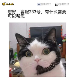 槌豆豆·采集到猫狗小动物