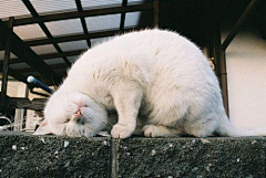 狸花一只春带雨采集到猫