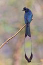 大盘尾 Dicrurus paradiseus 雀形目 卷尾科 卷尾属
RacketTailedDrongo by Prashant Mali on 500px